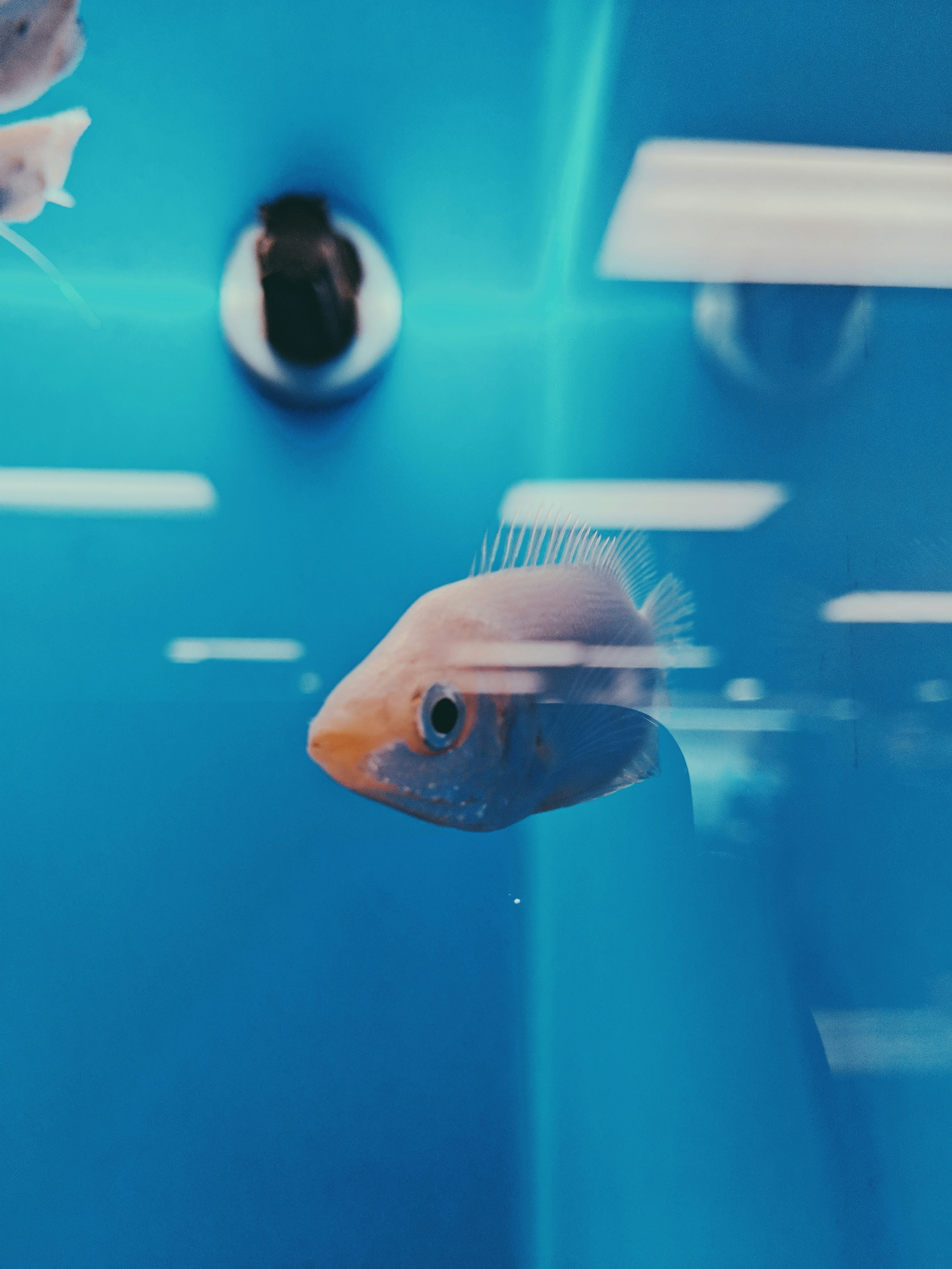 orange fish, teal water